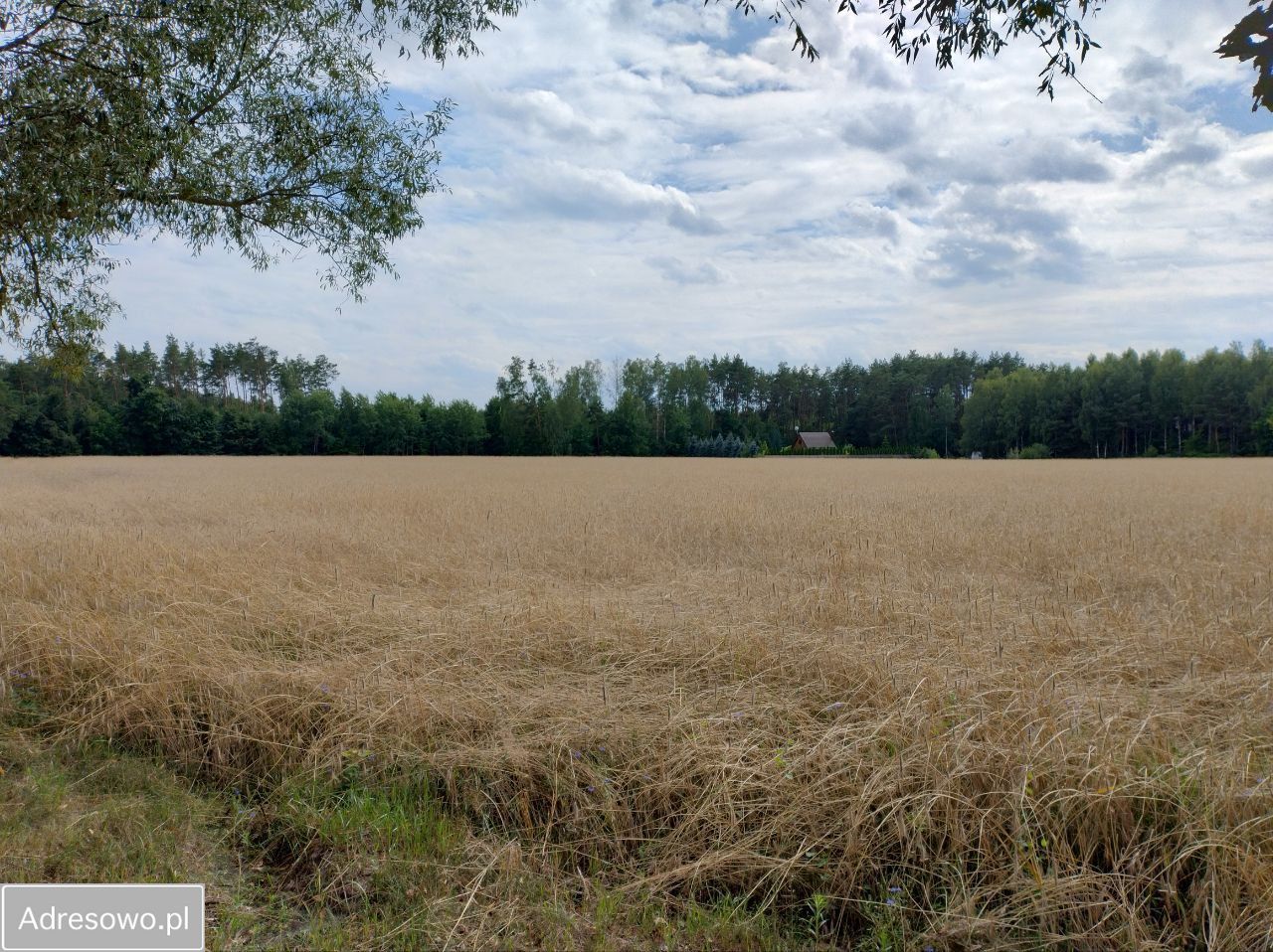 Działka rekreacyjna Gutarzewo. Zdjęcie 4
