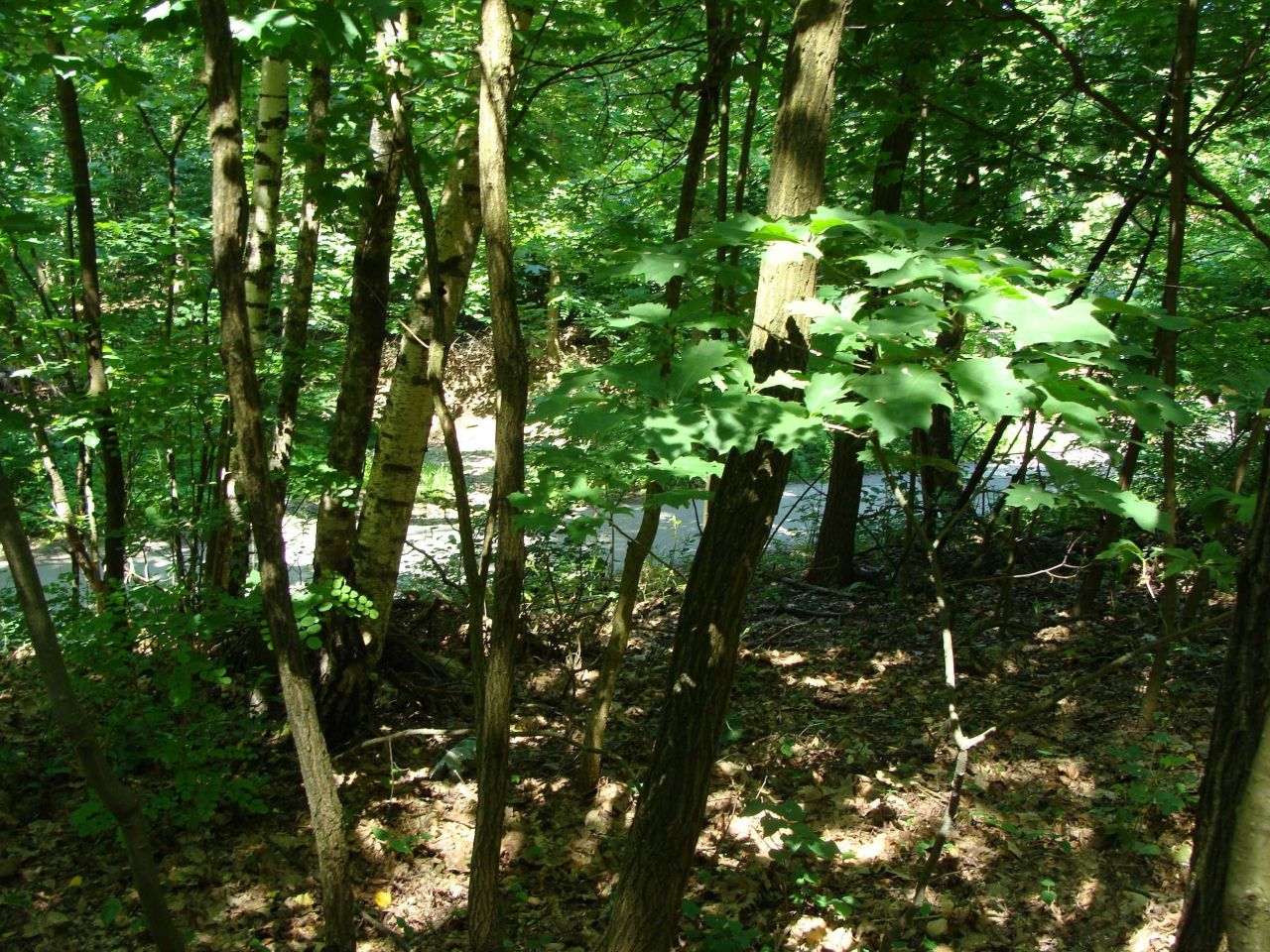 Działka leśna Smolarzyny. Zdjęcie 2