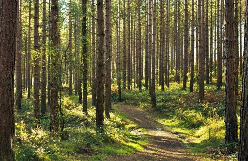 Działka Pąchy. Zdjęcie 2