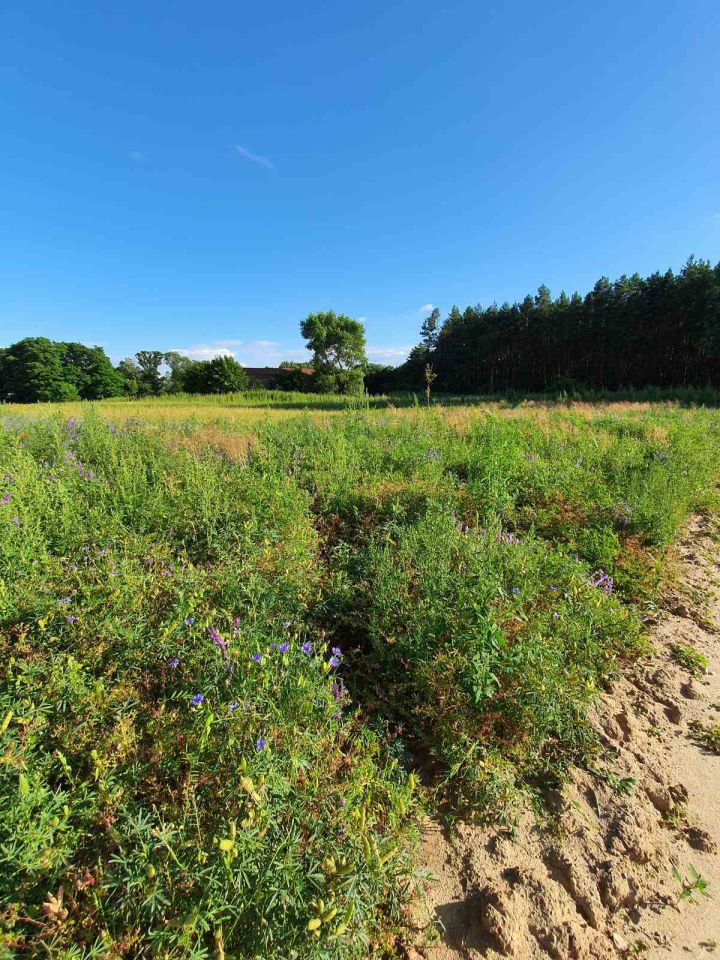 Działka budowlana Gorczeniczka. Zdjęcie 5