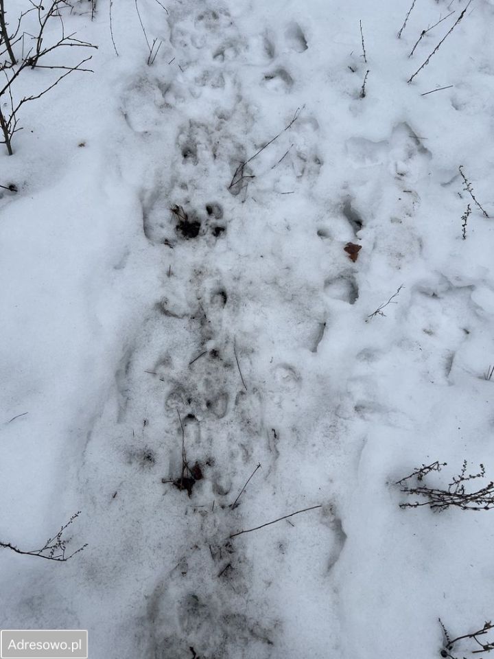 Działka rolno-budowlana Andrzejów. Zdjęcie 14