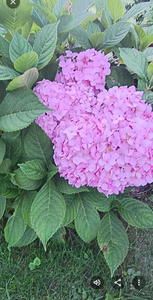 Działka rod Włocławek Lisek, ul. Jastrzębia. Zdjęcie 13