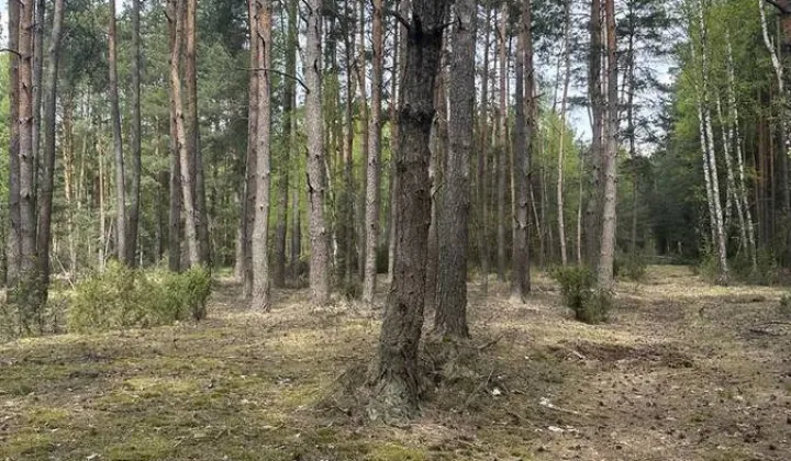 Działka leśna Majdan