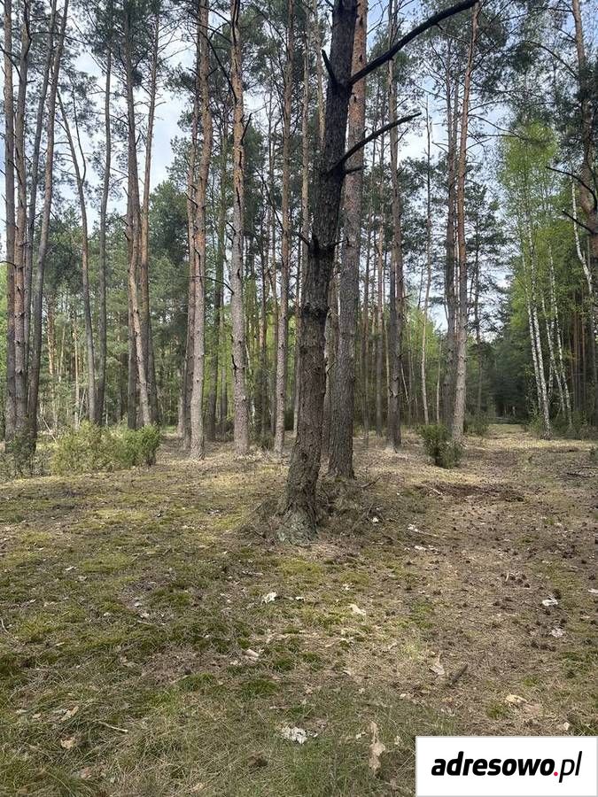 Działka leśna Majdan. Zdjęcie 1