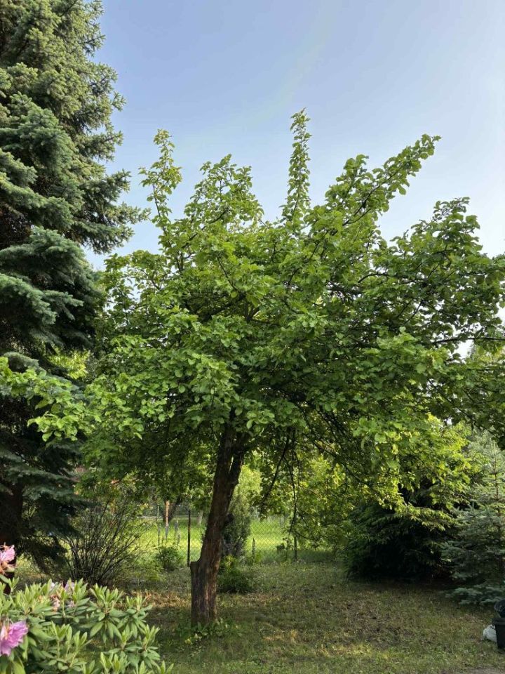 Działka rod Warszawa Bemowo. Zdjęcie 6