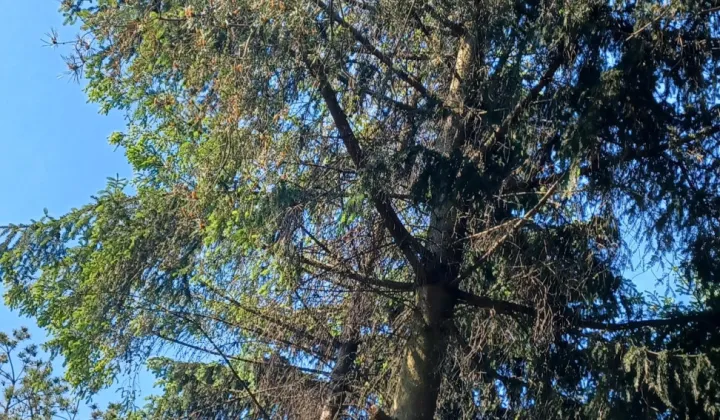 Działka rod Warszawa Targówek, ul. Lewinowska