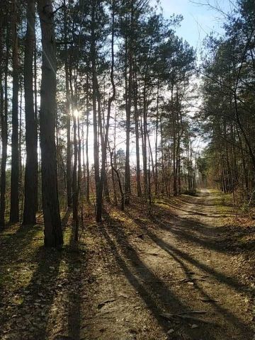 Działka leśna Radom, ul. Chrystiana Andersena. Zdjęcie 1