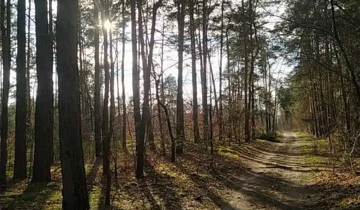 Działka leśna Radom, ul. Chrystiana Andersena