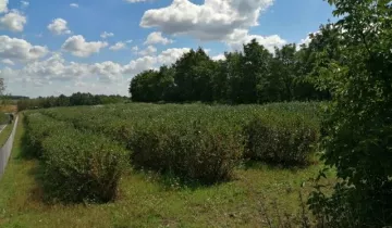 Działka na sprzedaż bez pośredników 
 
 Skoki - Widok 5