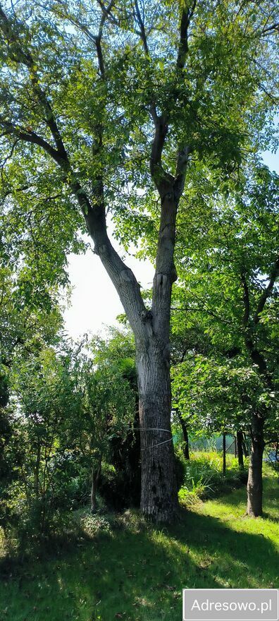 Działka rod Gliwice Wójtowa Wieś, ul. Ku Dołom. Zdjęcie 2