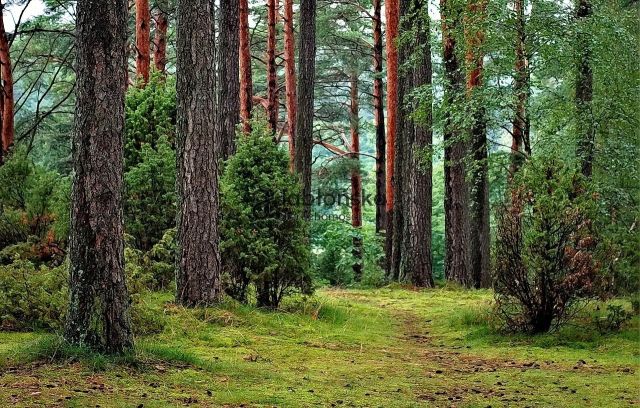 Działka inwestycyjna Dąbrowa Chełmińska. Zdjęcie 1