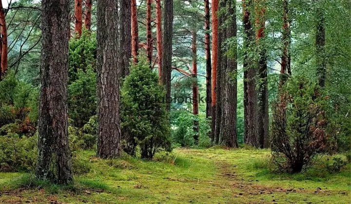 Działka inwestycyjna Dąbrowa Chełmińska