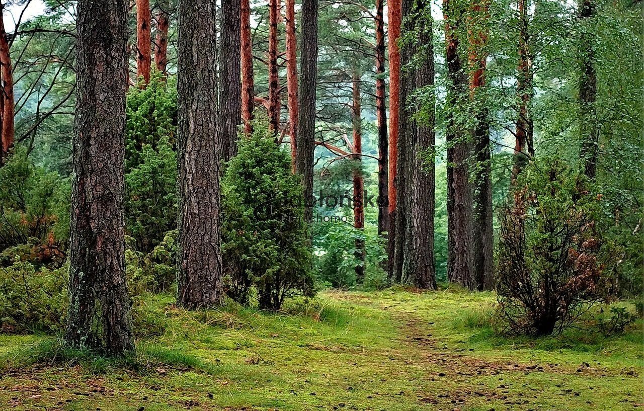 Działka inwestycyjna Dąbrowa Chełmińska. Zdjęcie 1