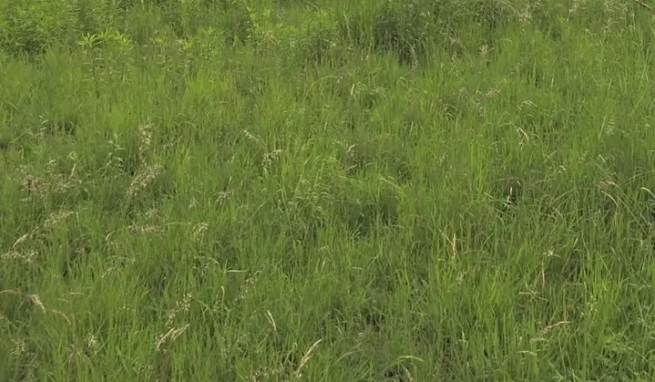 Działka budowlana Wojkowice Piaski