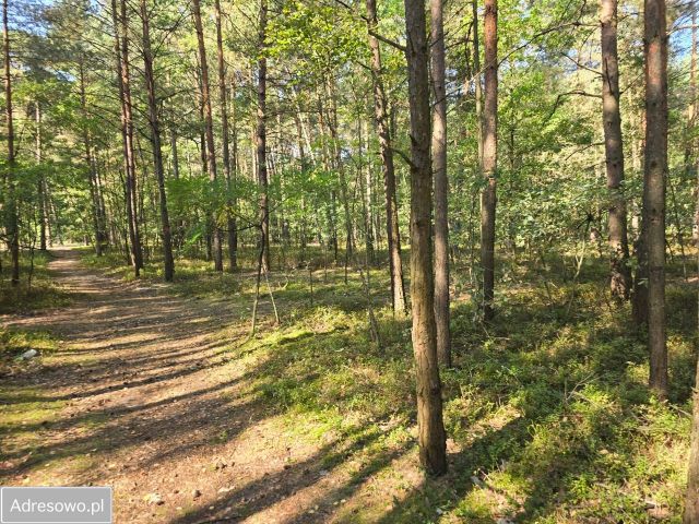 Działka budowlana Grabina Radziwiłłowska, ul. Jagodowa. Zdjęcie 1