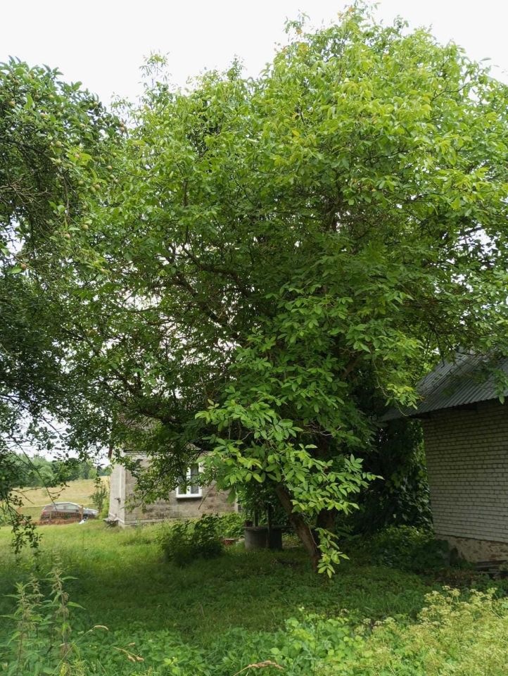 Działka rolno-budowlana Siucice. Zdjęcie 3