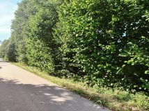 Działka rolno-budowlana Korzenno. Zdjęcie 4