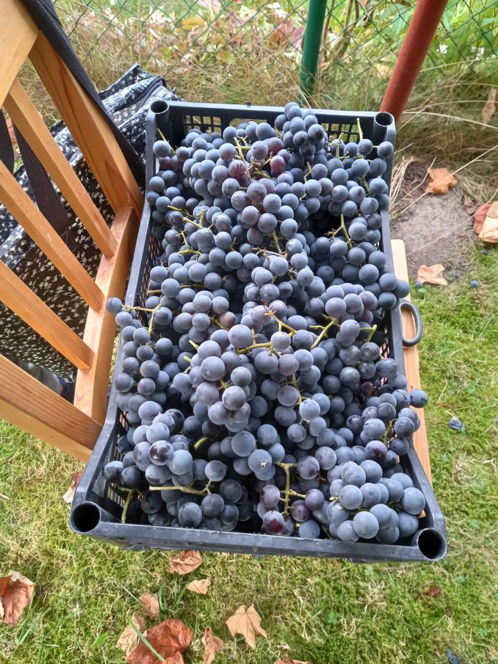 Działka rod Łódź Łagiewniki. Zdjęcie 8