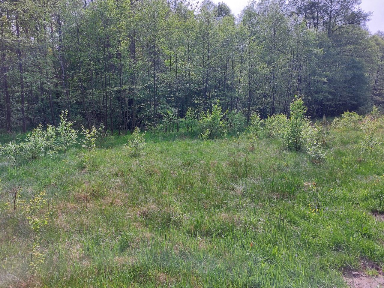 Działka rekreacyjna Starzechowice Sęp, BRAK. Zdjęcie 22