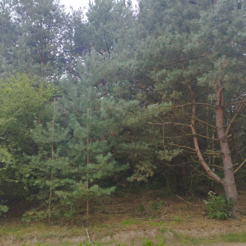 Działka budowlana Nagodów. Zdjęcie 4