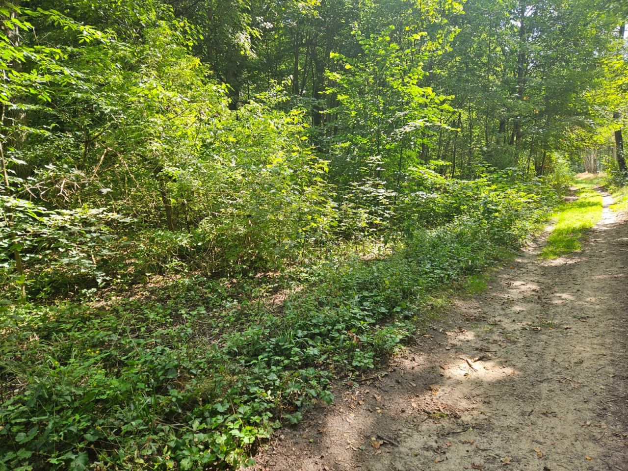 Działka budowlana Krosino, Krosino. Zdjęcie 8