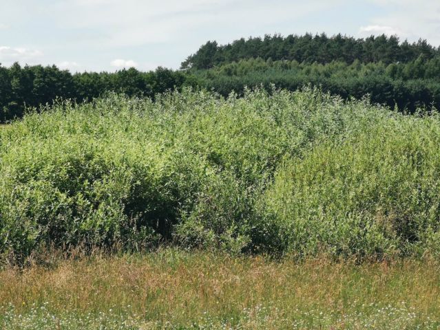 Działka rolna Kleszczyna. Zdjęcie 11