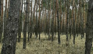 Działka leśna Chrusty