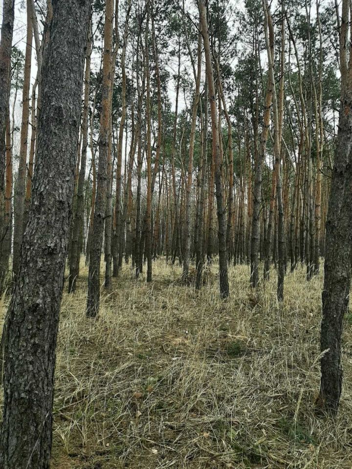 Działka leśna Chrusty. Zdjęcie 2