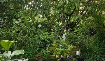 Działka rod Czeladź Kolonia Małobądz, ul. Wiejska