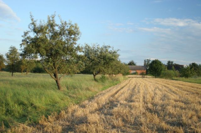 Działka rolna Grobla. Zdjęcie 1