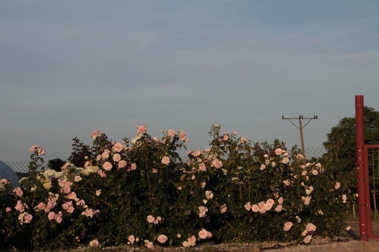 Hala/magazyn Witnica, ul. Chojeńska. Zdjęcie 14