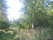 Działka leśna Orzełek. Zdjęcie 1