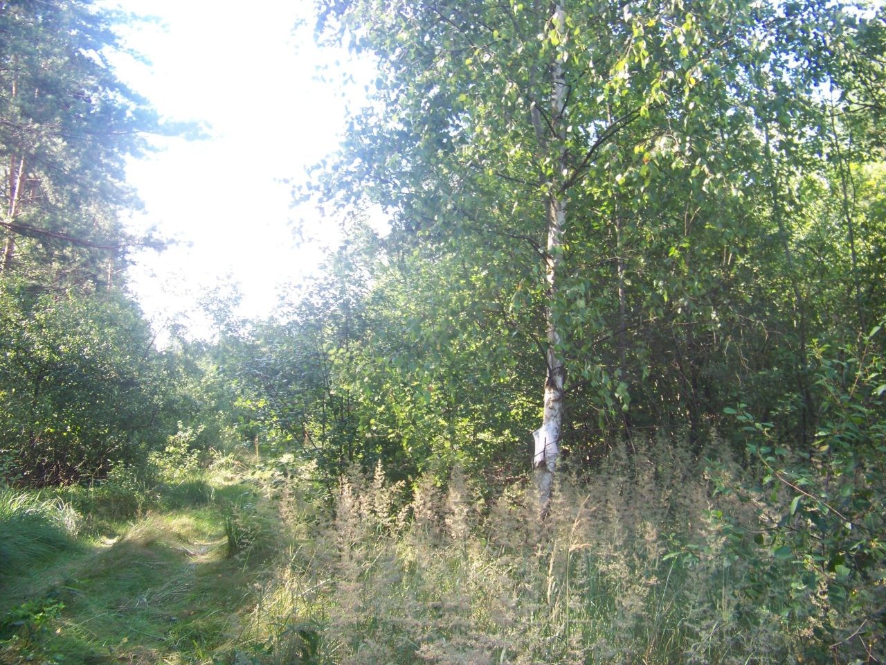 Działka leśna Orzełek. Zdjęcie 2