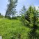 Działka budowlana Dzikowiec. Zdjęcie 6