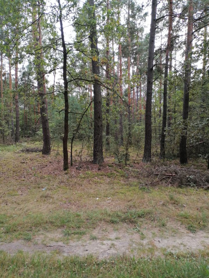 Działka leśna Sudzin. Zdjęcie 3