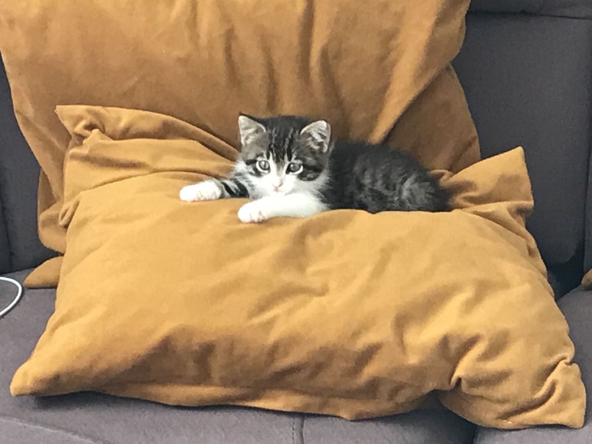 dom wolnostojący Szymanowo. Zdjęcie 19