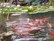 Działka rod Tuchola. Zdjęcie 2