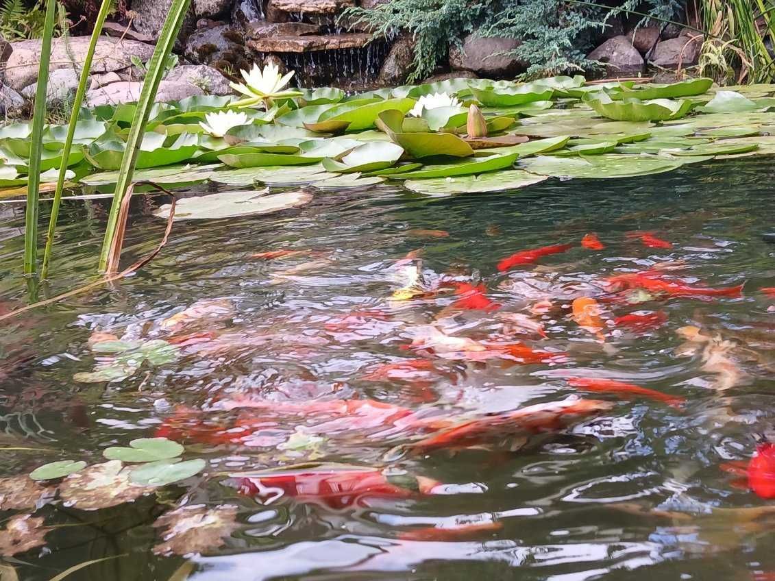 Działka rod Tuchola. Zdjęcie 3