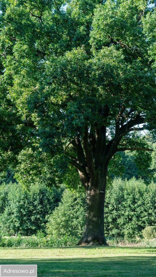 Działka budowlana Różanki. Zdjęcie 16