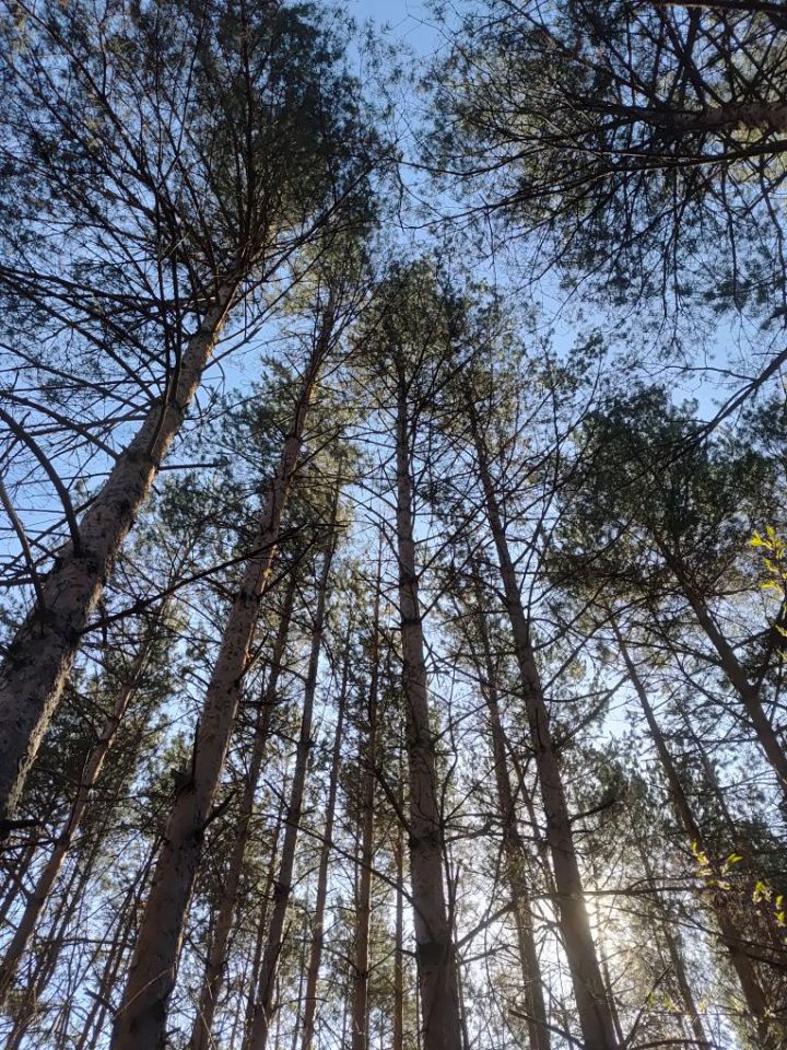 Działka budowlana Ostrowiec Świętokrzyski, ul. Tomaszów. Zdjęcie 5