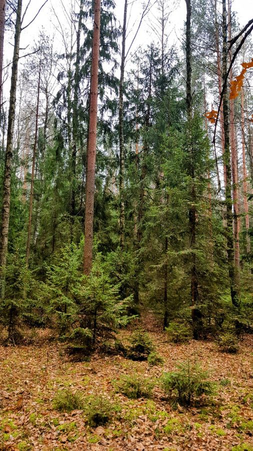 Działka leśna Dobrowoda. Zdjęcie 3