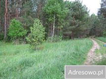 Działka leśna Lipowy Most. Zdjęcie 1