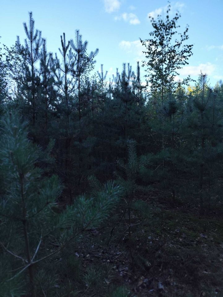 Działka leśna Podbiele. Zdjęcie 4