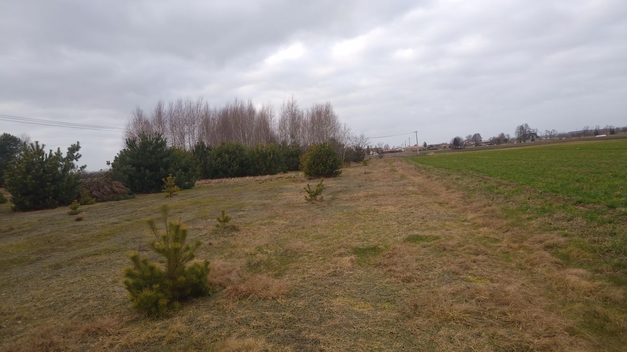 Działka rolno-budowlana Borówek. Zdjęcie 2