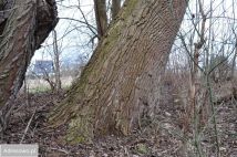 Działka siedliskowa Stare Chrapowo. Zdjęcie 3