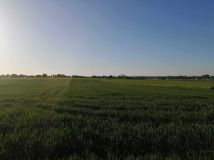 Działka budowlana Jabłonna Druga. Zdjęcie 1