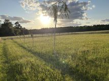 Działka rolno-budowlana Bolewicko. Zdjęcie 1