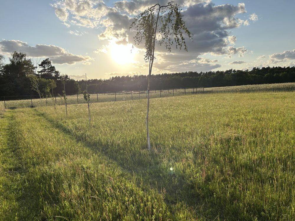 Działka rolno-budowlana Bolewicko. Zdjęcie 2