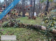 Działka leśna Elżbietowo. Zdjęcie 2