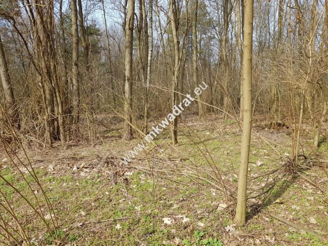 Działka leśna Borszyce. Zdjęcie 6